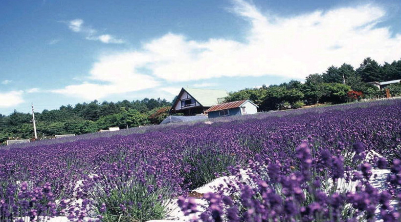 夢ハーベスト農場