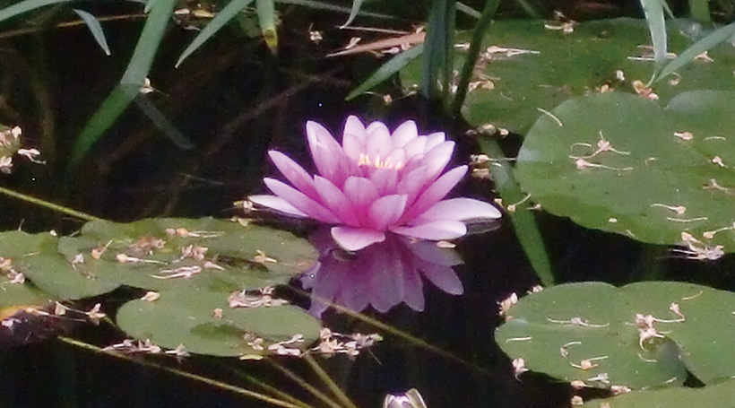 睡蓮の池