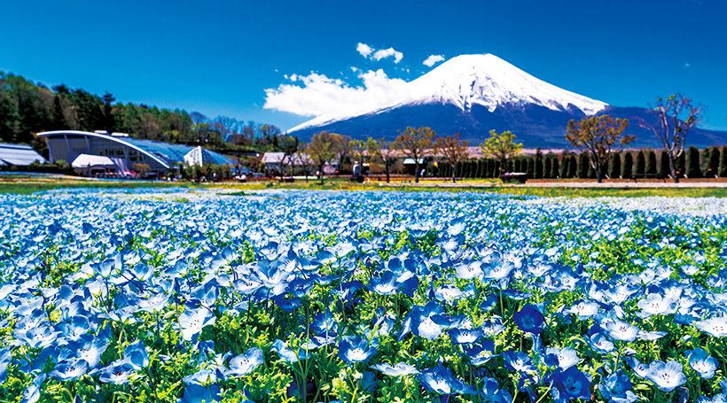 山中湖花の都公園