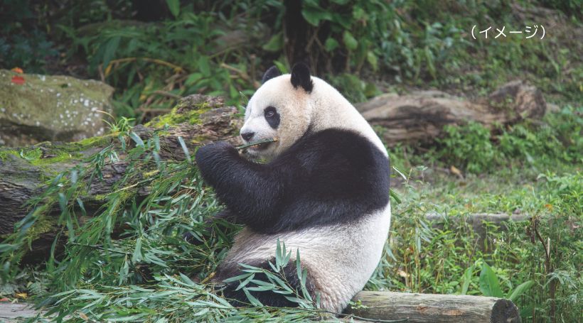 台北市立動物園