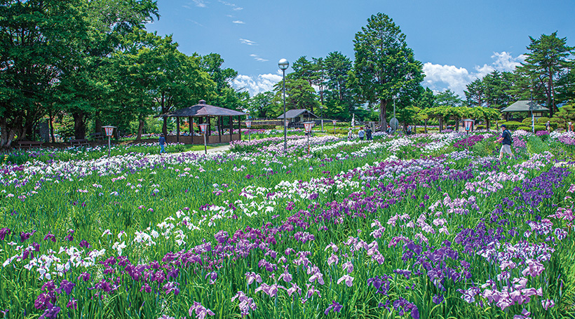 長井あやめ公園