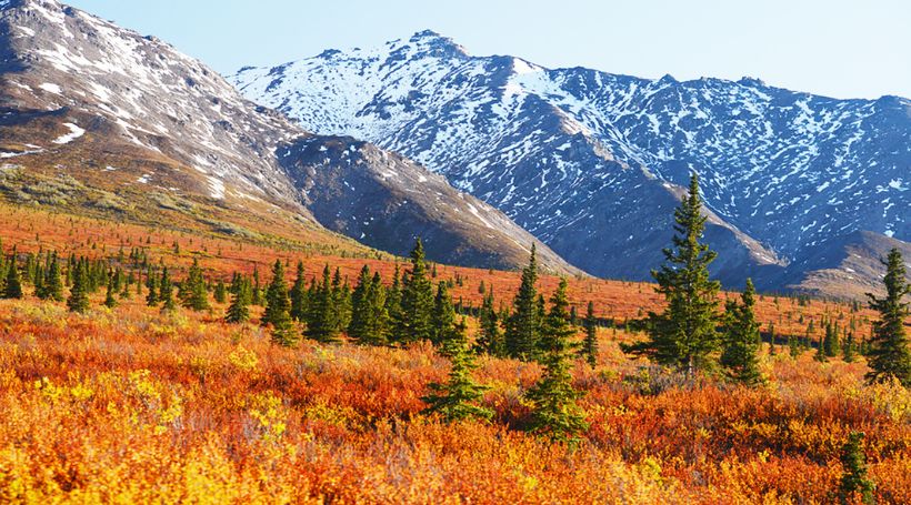 【Eコース】白銀のアラスカ氷河クルーズとデナリ国立公園、マッキンリー眺望ホテル