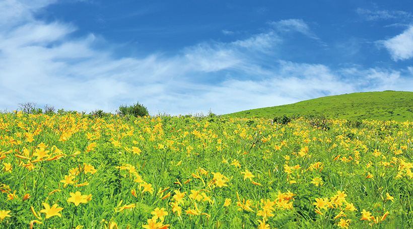 霧ヶ峰高原に咲くニッコウキスゲ