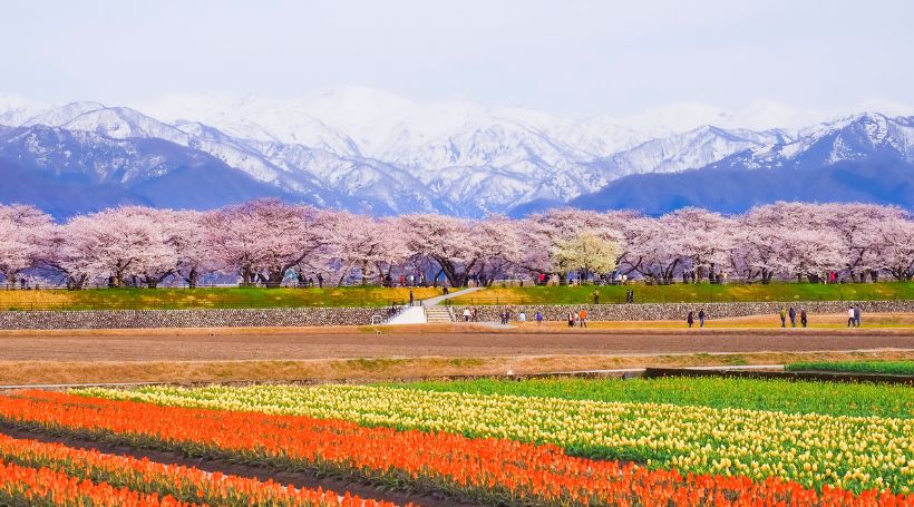 富山「春の四重奏」と新潟「高田城址の桜」優雅に過ごす「赤倉観光ホテル」