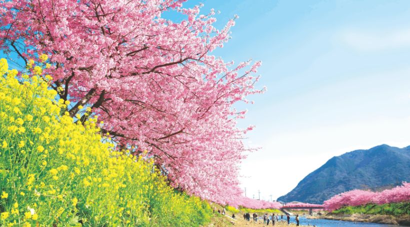 南伊豆に咲く河津桜と富士山を望む「日本平ホテル」宿泊