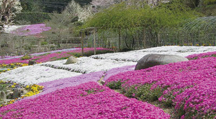 花の郷 滝谷花しょうぶ園