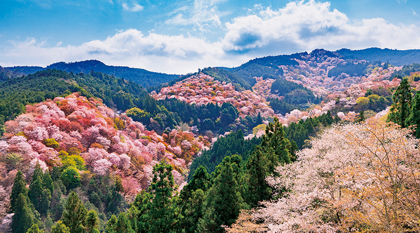 【Aコース】吉野山と“花の寺”長谷寺 桜の奈良飛鳥路を行く