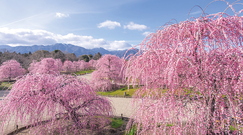 梅香る｢鈴鹿の森庭園｣･｢結城神社｣と「懐石一ノ」で楽しむ昼餐