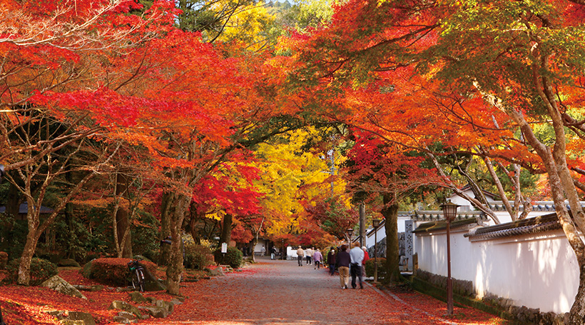 紅葉に染まる紅葉谷公園と和の趣に憩う 長門湯本温泉「別邸 音信」