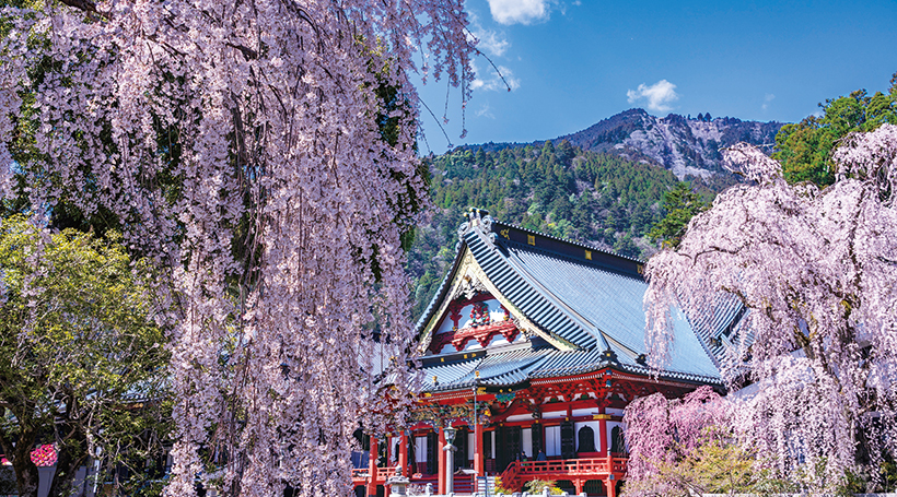 身延山久遠寺のしだれ桜と身延名産の湯葉料理の昼食