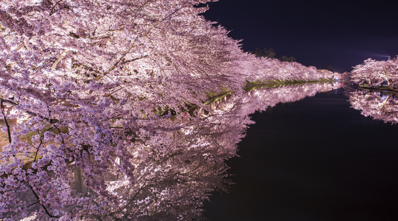 みちのく三大桜と春を彩る花 東北周遊春紀行