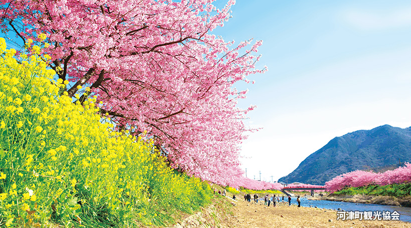 【Cコース】早春を告げる河津桜まつりと露天風呂付客室で寛ぐ
