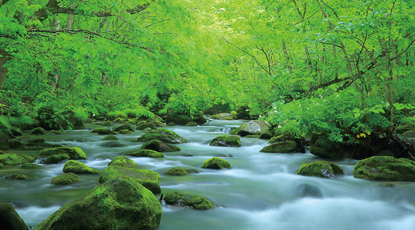 雄大な大自然の絶景・八幡平と八甲田 美しい新緑に包まれる奥入瀬渓流