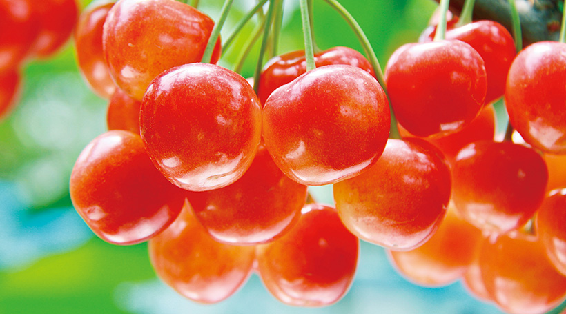 【Aコース】一軒家レストランのフランス料理と初夏を彩るあやめ