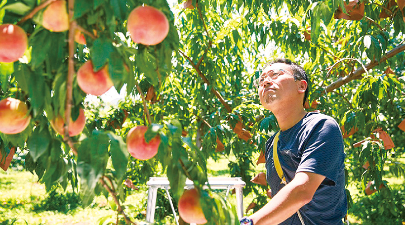 一般公開されない「古山果樹園」桃狩りと磐梯熱海「離れの宿 よもぎ埜」