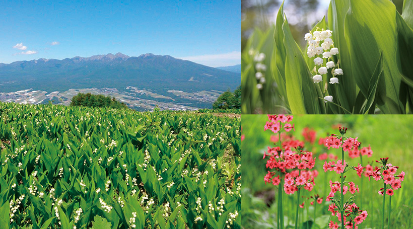 甘い香りに包まれる入笠「すずらん」と蓼科 親湯温泉「蓼科倶楽部」