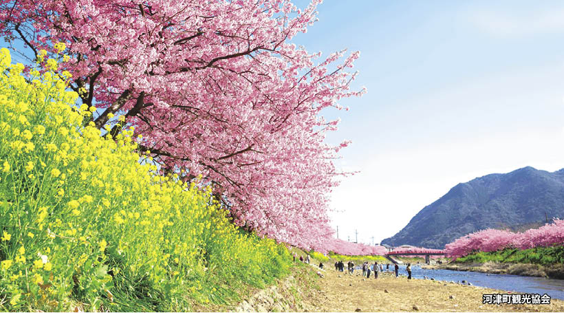 【Dコース】ひと足早い春を愛でる 河津桜まつりへ