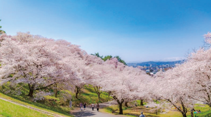 置賜さくら回廊・烏帽子山千本桜