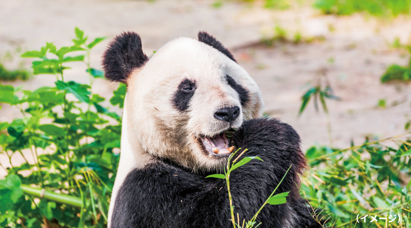 北京動物園