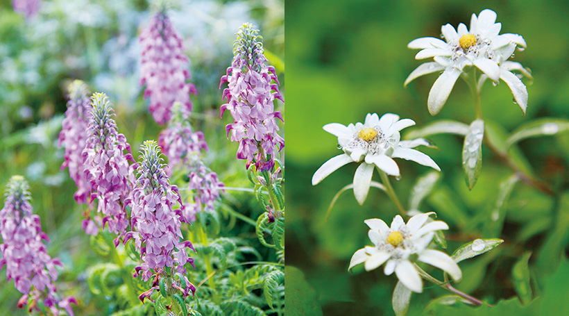 礼文島の高山植物