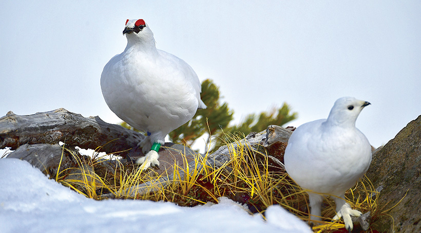 室堂に生息する雷鳥