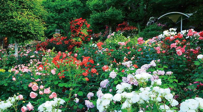 花巻温泉バラ園