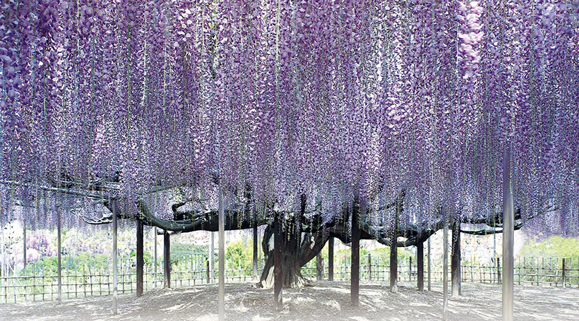 あしかがフラワーパーク