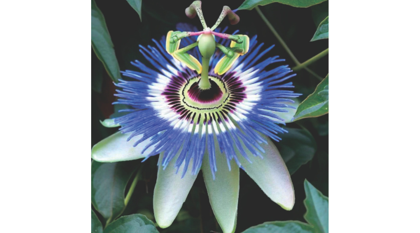 トケイソイ（時計草）の花