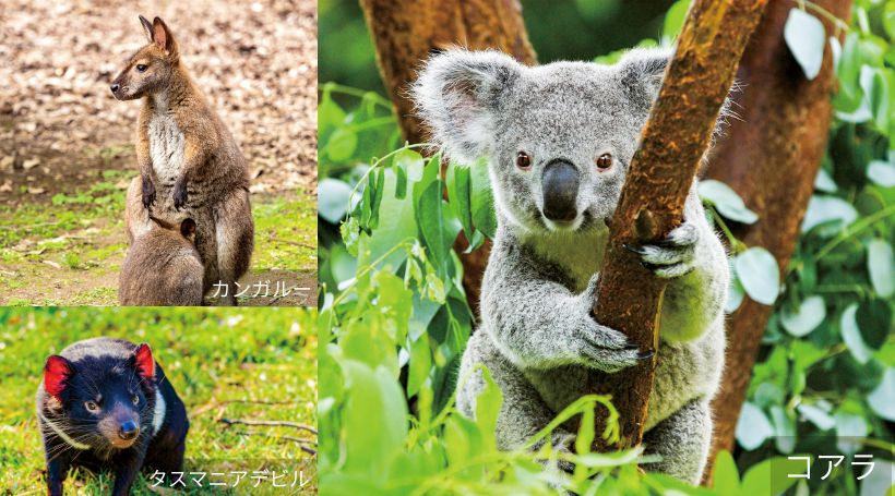 インディアン・パシフィック号」列車の旅｜｜三越伊勢丹ニッコウ