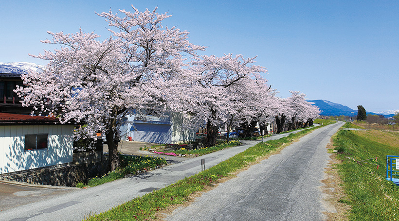 置賜さくら回廊・最上川堤防千本桜