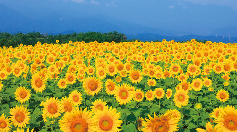 明野のひまわり