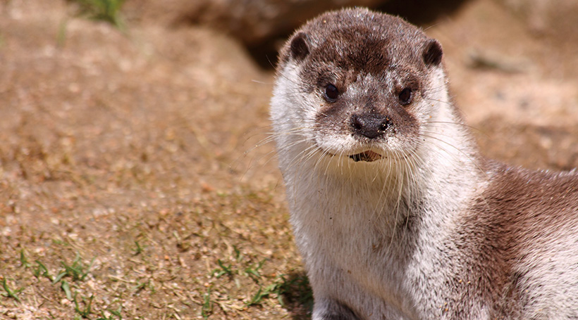 アクアマリンいなわしろカワセミ水族館