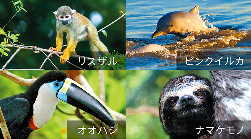リバー＆ウォーキングサファリ