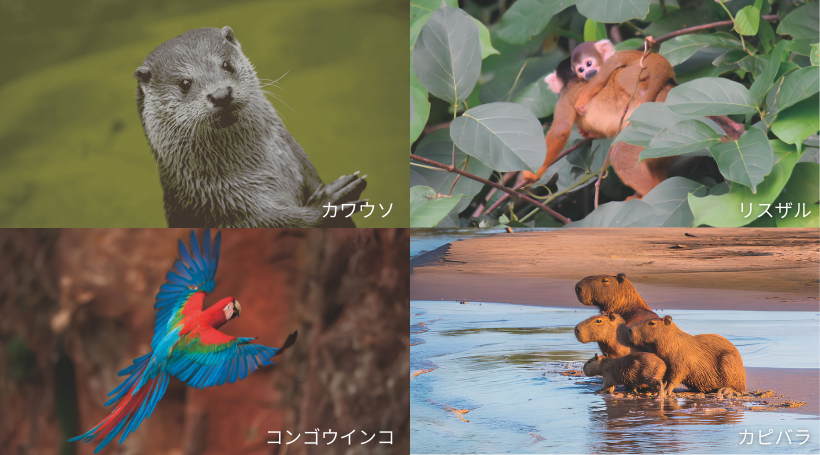 イメージ画像