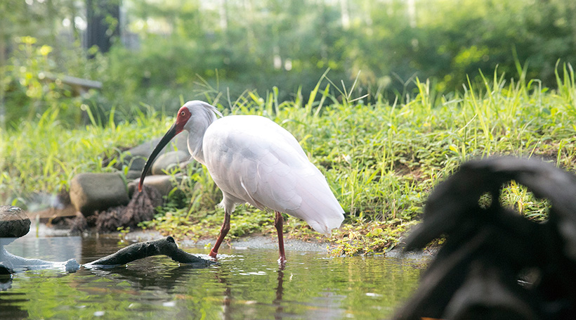 トキの森公園