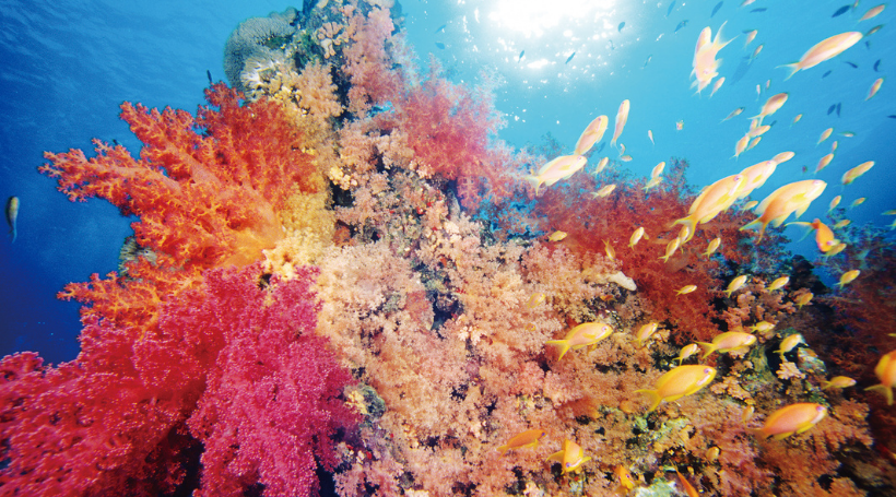 紅海（シャルム・エル・シェイク）