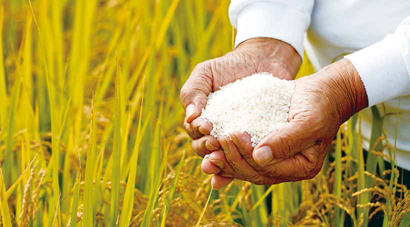 「魚沼産従来コシヒカリ頂米金兵衛」生産農家