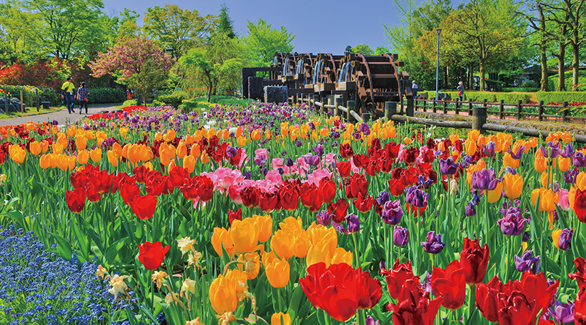 砺波チューリップ公園